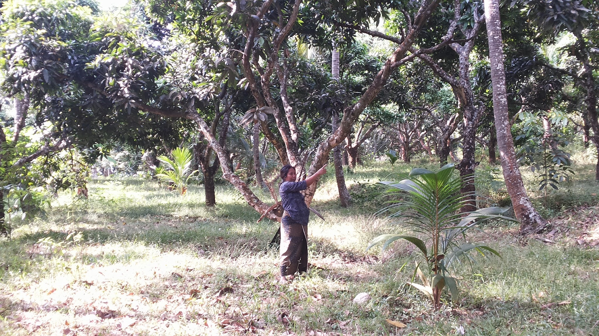 TERANCAM GAGAL PANEN: Kondisi perkebunan mangga di Desa Depeha, Buleleng.