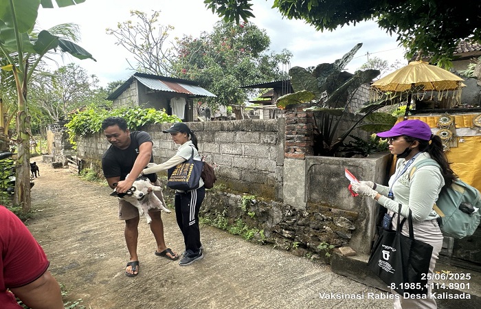 Petugas melakukan vaksinasi anjing, setelah adanya peristiwa gigitan anjing dan hewan itu positif rabies.