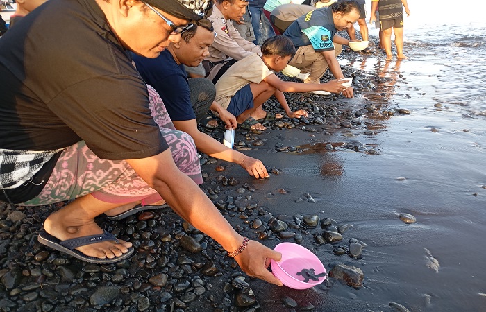 Pelepasliaran tukik jenis lepang di Pantai Taman Sari, usai ditemukan kemarin. Kegiatan ini dilakukan oleh Pura Taman Sari.