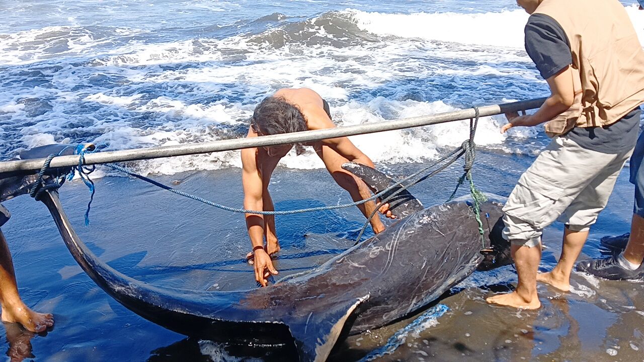 TERDAMPAR: Seekor lumba-lumba terdampar di pinggir pantai di kawasan Jembrana.