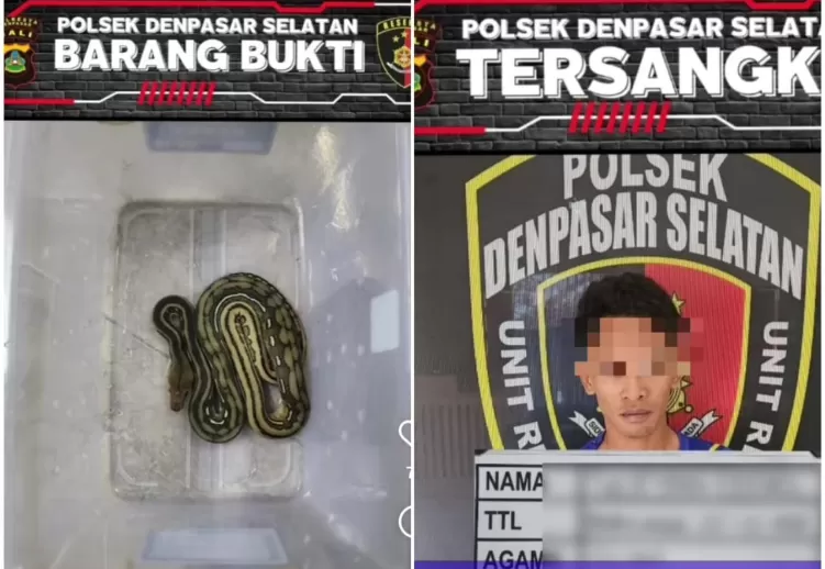 CURI ULAR: Pria berinisial SE (kanan) ditangkap polisi gara-gara mencuri ular python (kiri).