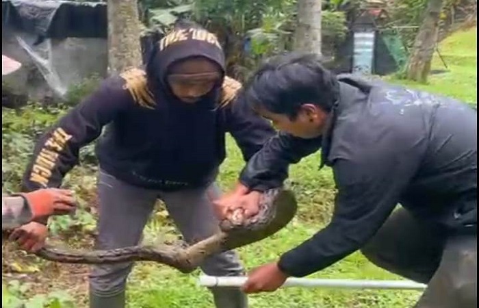 Warga ketika mengevakuasi ular piton di wilayah Desa Pancasari, Kecamatan Sukasada, Kabupaten Buleleng. Terpisah, Balai KSDA Bali turun ke lapangan pada Minggu (6/7) lalu.