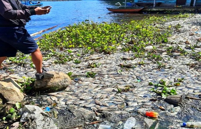 Warga memperlihatkan kondisi ikan yang mati akibat tercemar belerang.