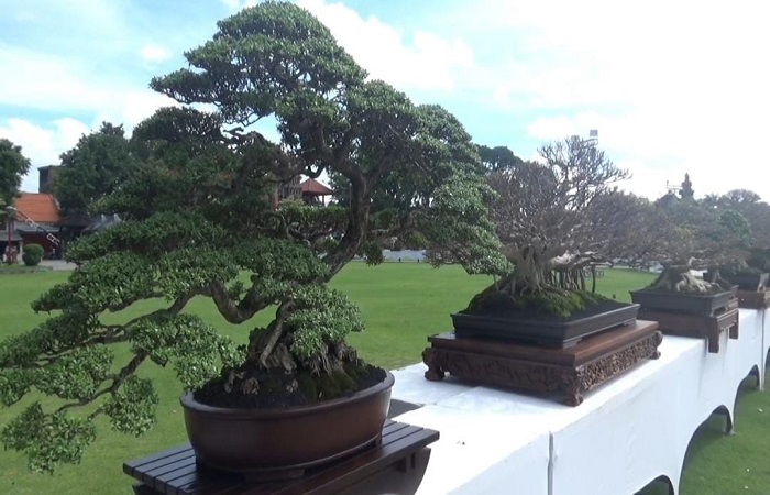 Bonsai standar internasional dipamerkan di Alun-alun Gianyar pada Kamis (17/7) kemarin.