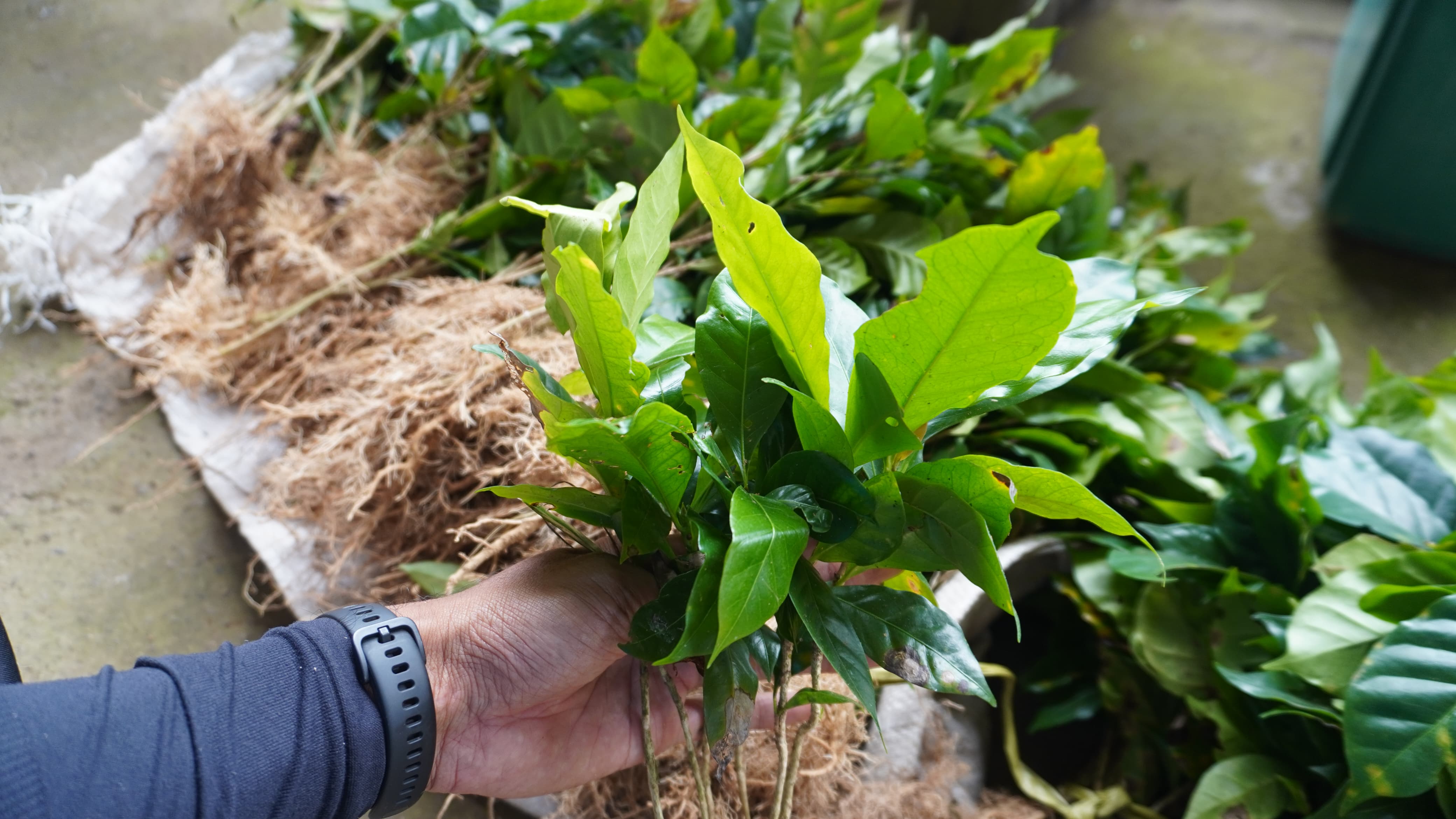 KOPI: Bibit kopi gayo yang ditanam petani di Desa Tambakan, Kabupaten Buleleng, Bali.