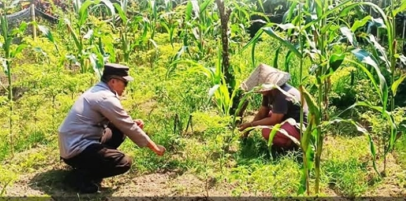TERANCAM RUGI: Petani jagung di Tabanan, Bali menunjukkan pertumbuhan tanamannya yang tidak maksimal.