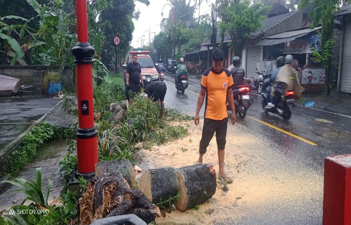 Satu unit motor rusak di bagian kepala. Sedangkan, petugas BPBD Gianyar membersihkan puing pohon tumbang.