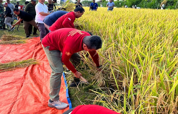 Panen padi Semeton Buleleng, varietas unggulan lokal dari Bali utara.