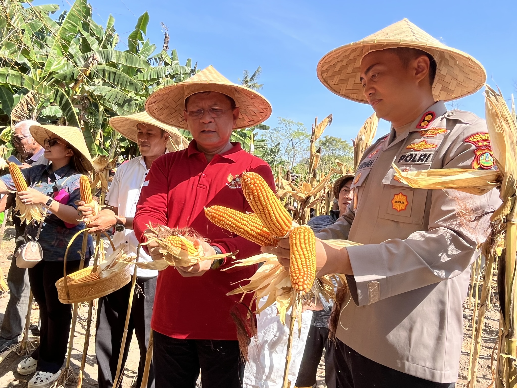 PANEN PERDANA: Bupati Buleleng, I Nyoman Sutjidra (baju merah) bersama Kapolres Buleleng AKBP Ida Bagus Widwan Sutadi (kanan) saat panen perdana jagung hibrida goak poleng.