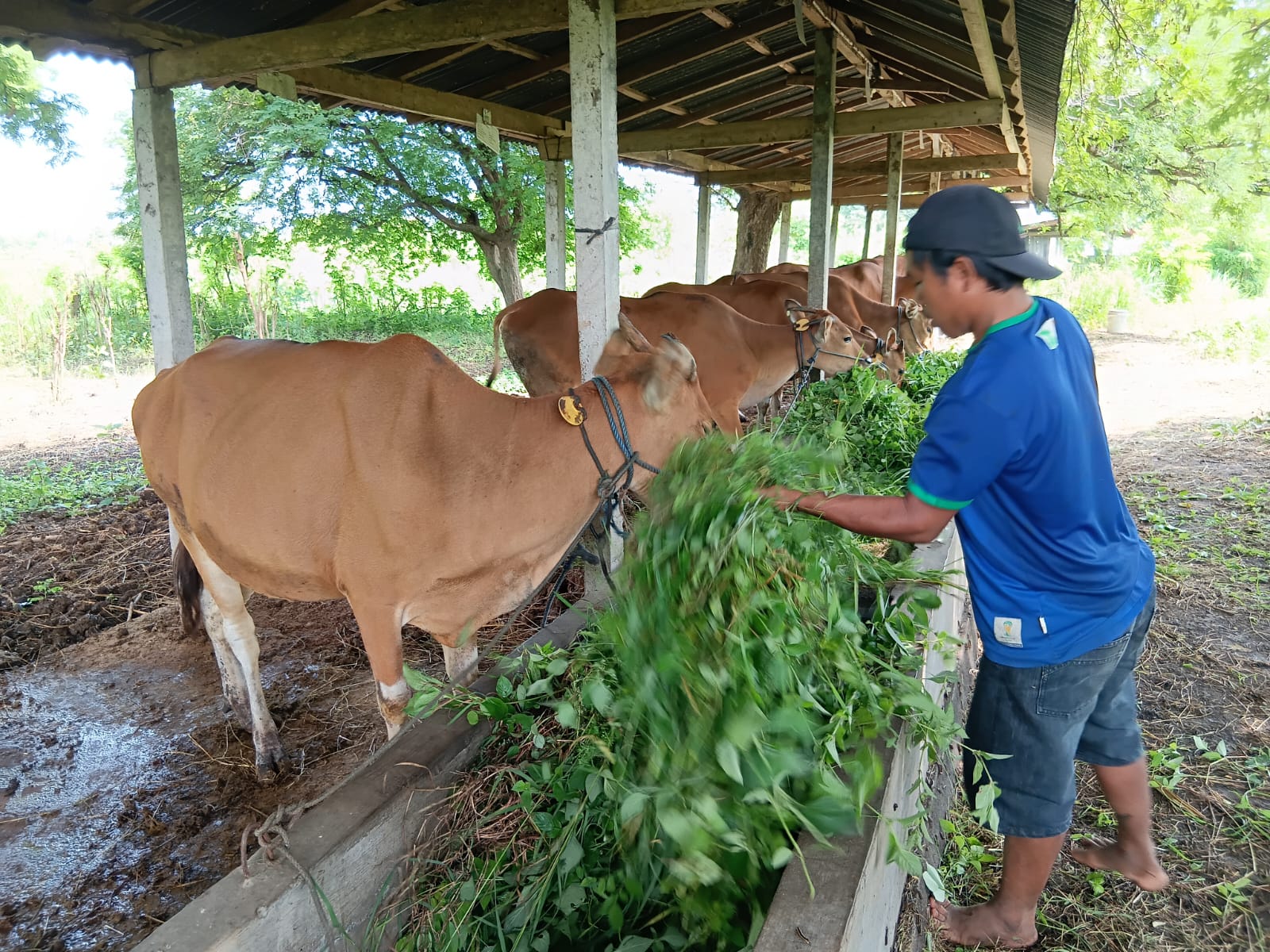 Sapi Bali