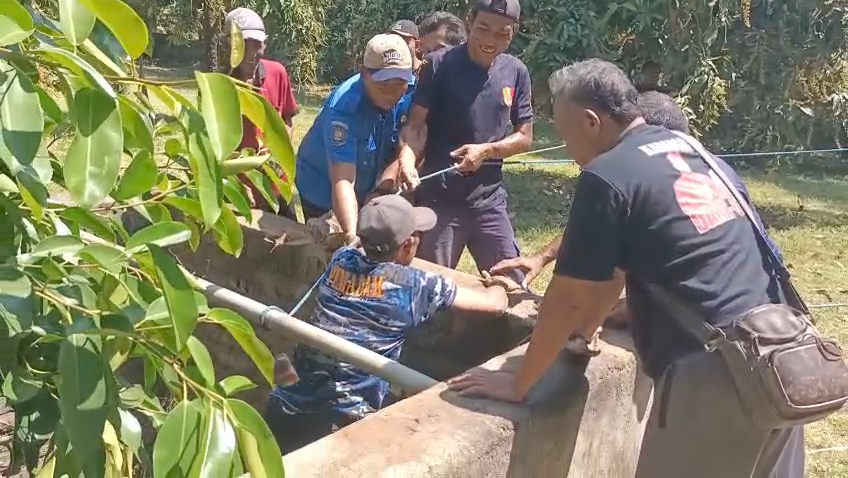 EVAKUASI: Petugas Dinas Pemadam Kebakaran Buleleng mengevakuasi kambing yang tercebur ke sumur.
