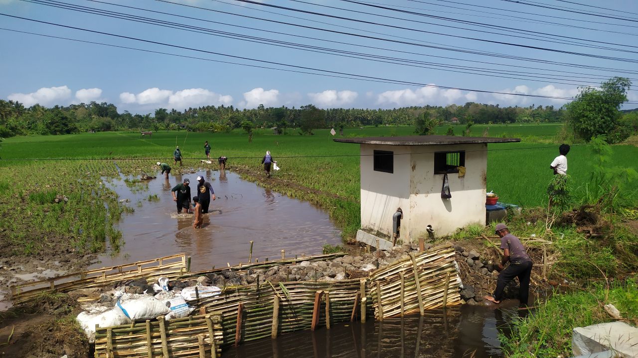 BANJIR: Sawah yang terendam banjir di Kabupaten Jembrana, Bali.