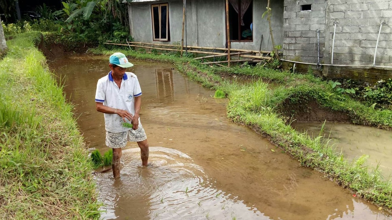 MENUJU SAWAH ORGANIK: Aktivitas petani menanam padi di Subak Keladian, Desa Gitgit. Lahan persawahan di Kabupaten Buleleng itu diorbitkan menjadi lahan pertanian organik.