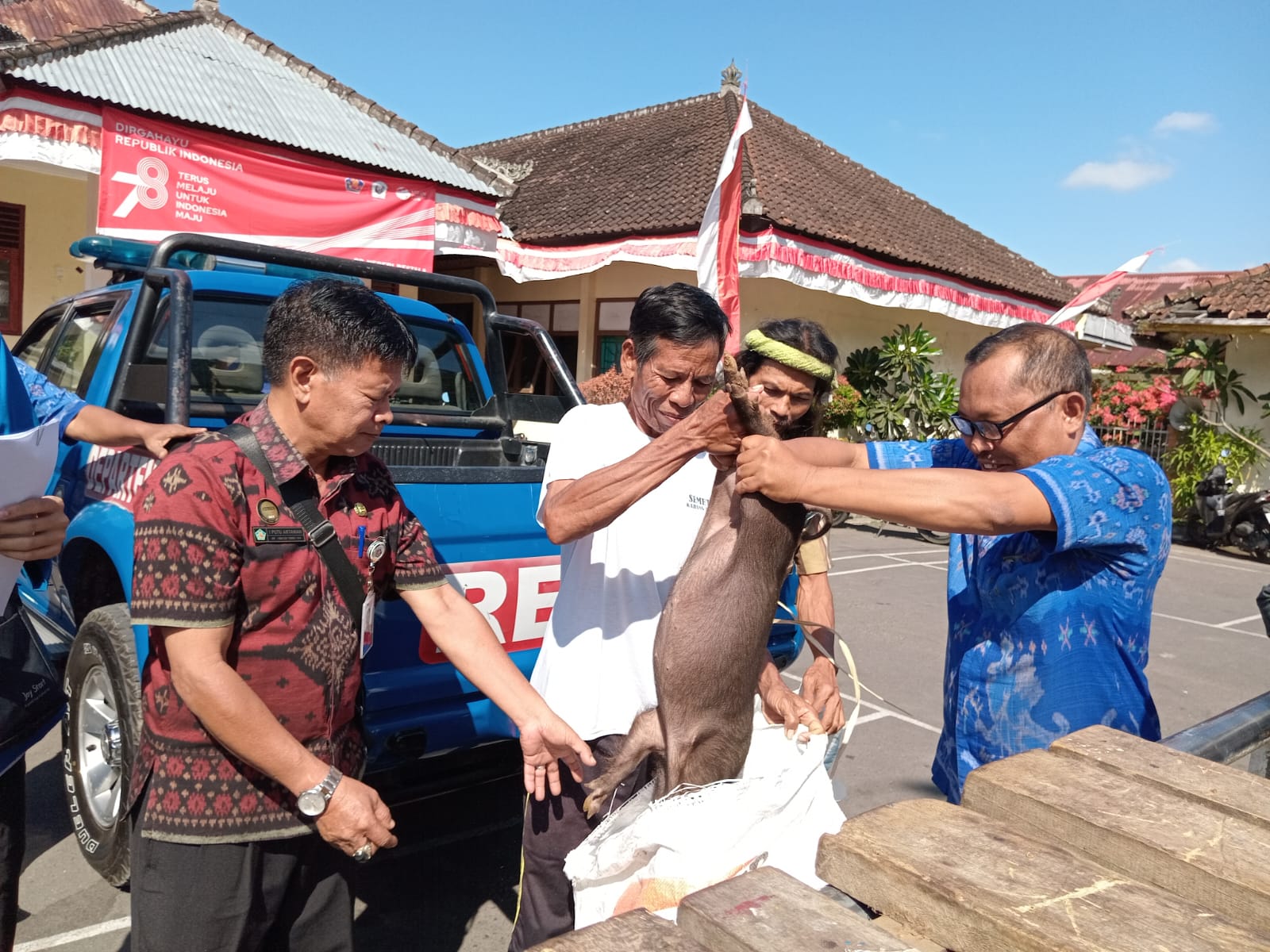 SALURKAN BANTUAN: Proses penyaluran bantuan bibit babi kepada masyarakat di Buleleng beberapa waktu lalu.