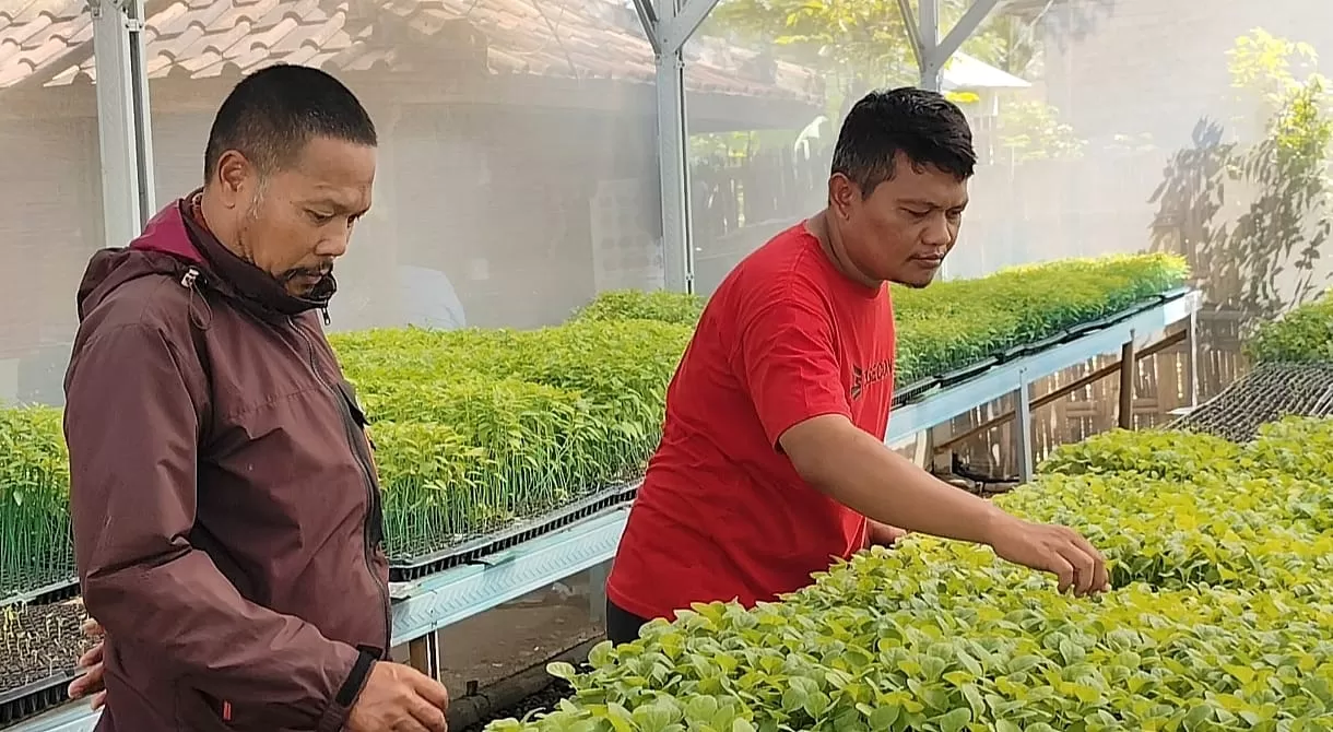 Bibit tanaman pangan di green house
