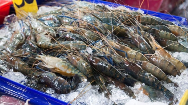 ilustrasi udang beku