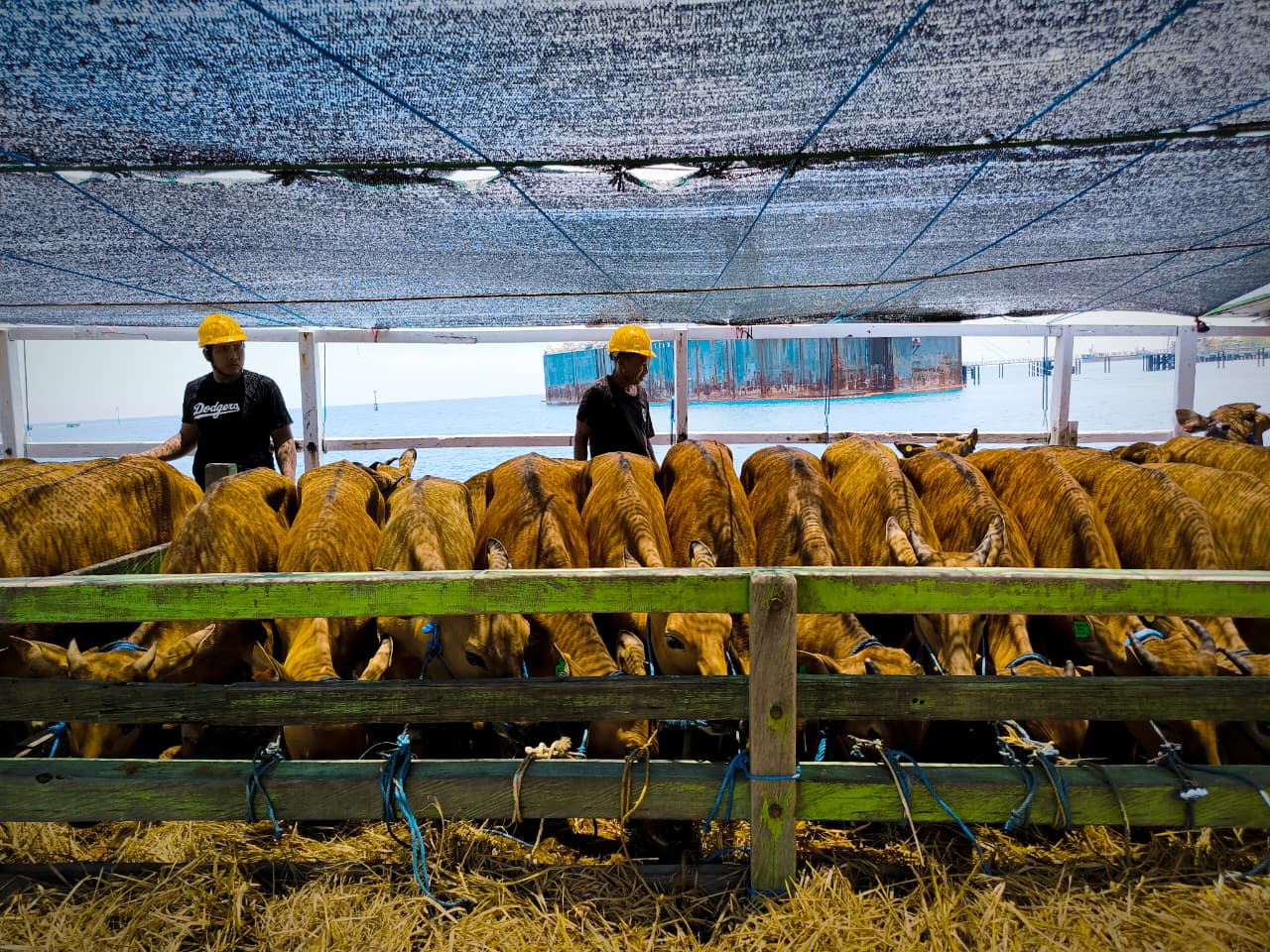 SAPI BALI: Pengiriman sapi bali di Dermaga 3 Pelabuhan Celukan Bawang.