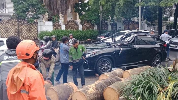 Mobil Lexus tertimpa pohon tumbang di Pondok Indah, Jakarta Selatan.