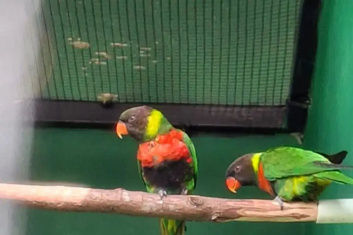burung perkici dada merah