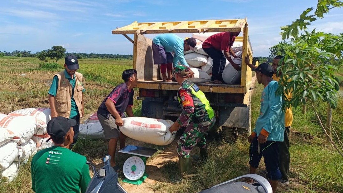 SERAP GABAH: Bulog menyerap beras petani.