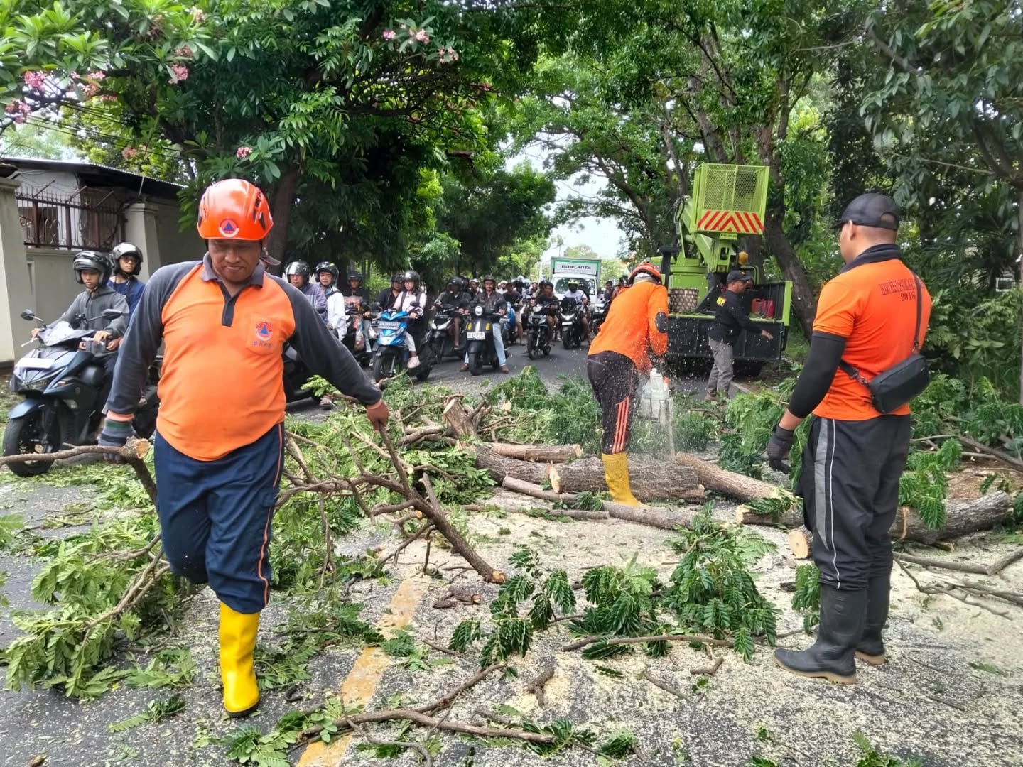 PANGKAS POHON: Tim BPBD Buleleng bersama Dinas Lingkungan Hidup (DLH) Buleleng memangkas pohon perindang jalan yang rawan tumbang di Jalan Raya Singaraja-Seririt.
