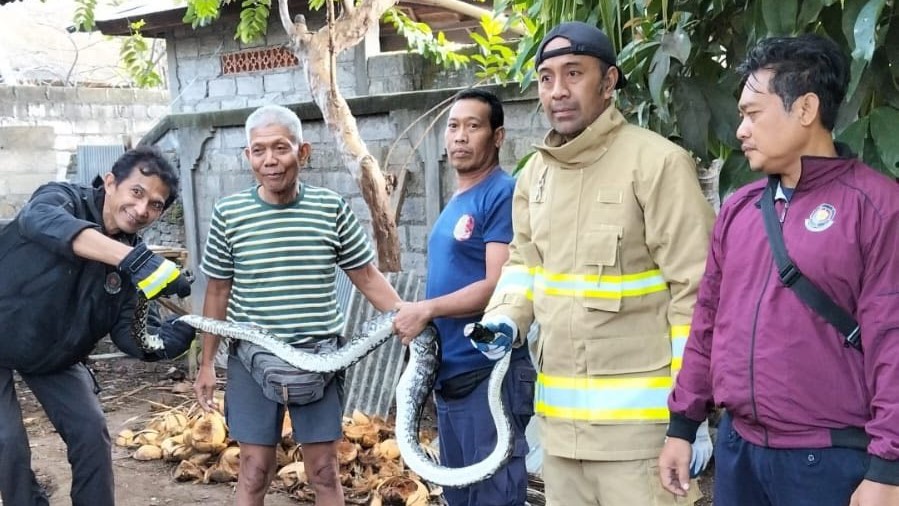 TANGKAP ULAR: Petugas Dinas Pemadam Kebakaran Buleleng menangkap ular piton yang memangsa ayam warga.