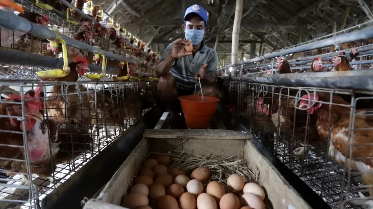 ilustrasi peternak ayam petelur