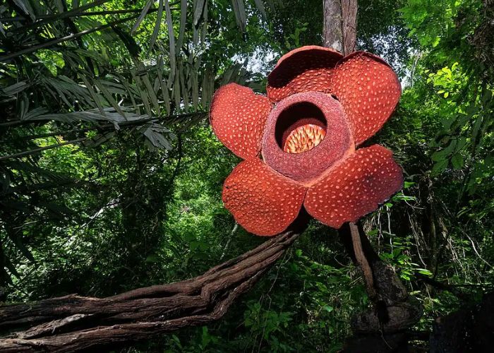 Rafflesia hasseltii tampak mekar sempurna di hutan hujan Sumatera Barat, salah satu spesies bunga paling langka di dunia.