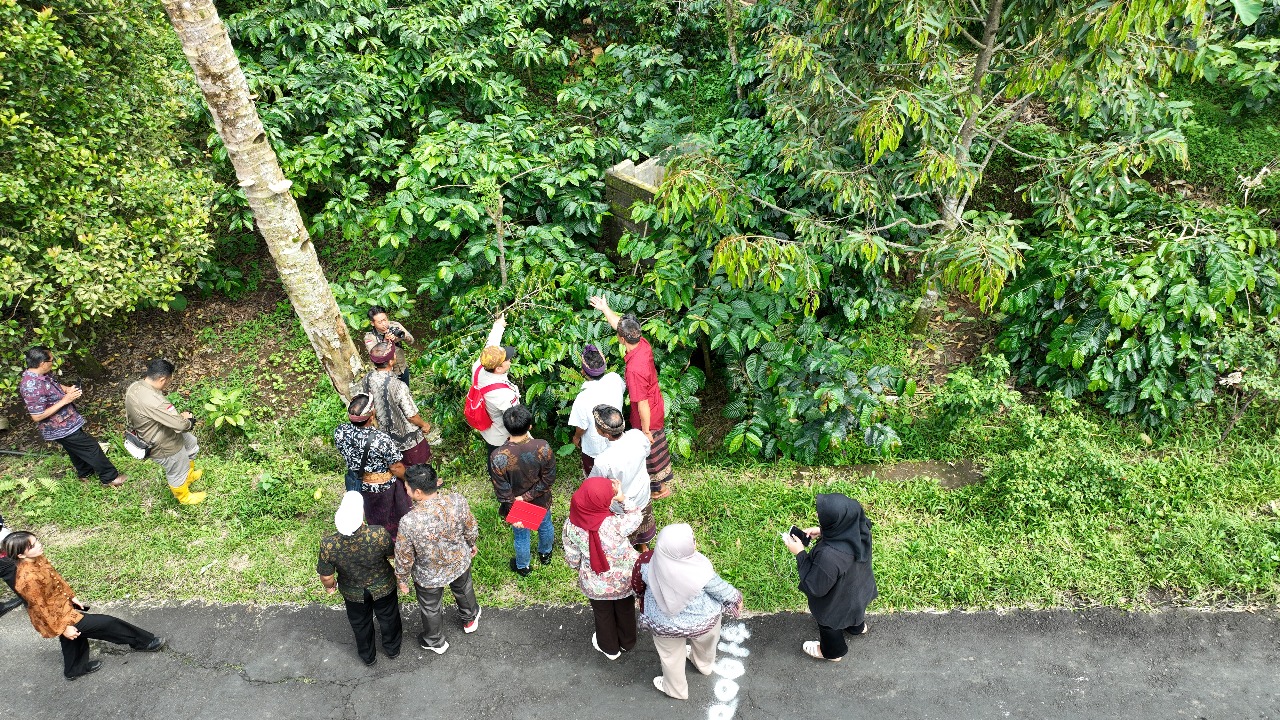PRODUK UNGGULAN: Proses pengecekan varietas kopi robusta di Desa Lemukih, Buleleng.