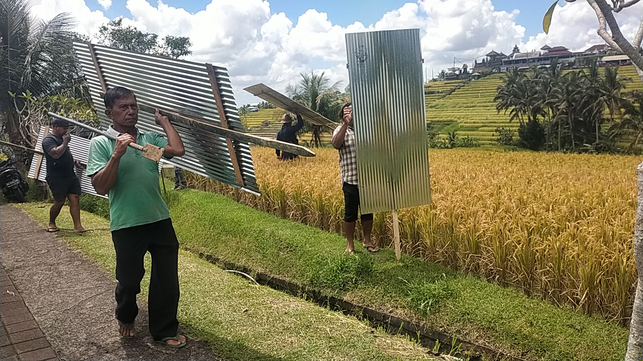 PASANG SENG: Petani di Desa Jatiluwih memasang seng untuk menghalangi pandangan petani.