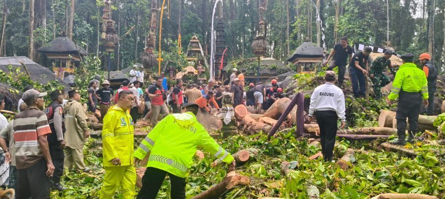 TUMBANG: Pohon Pala yang tumbang di objek wisata Sangeh. Seorang pengelola objek wisata dilaporkan meninggal.