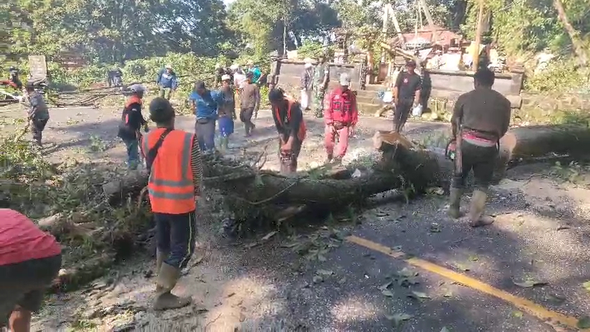 POHON TUMBANG: Warga bersama relawan Desa Tangguh Bencana (Destana) di Desa Wanagiri memotong batang pohon yang tumbang hingga menimpa pura.