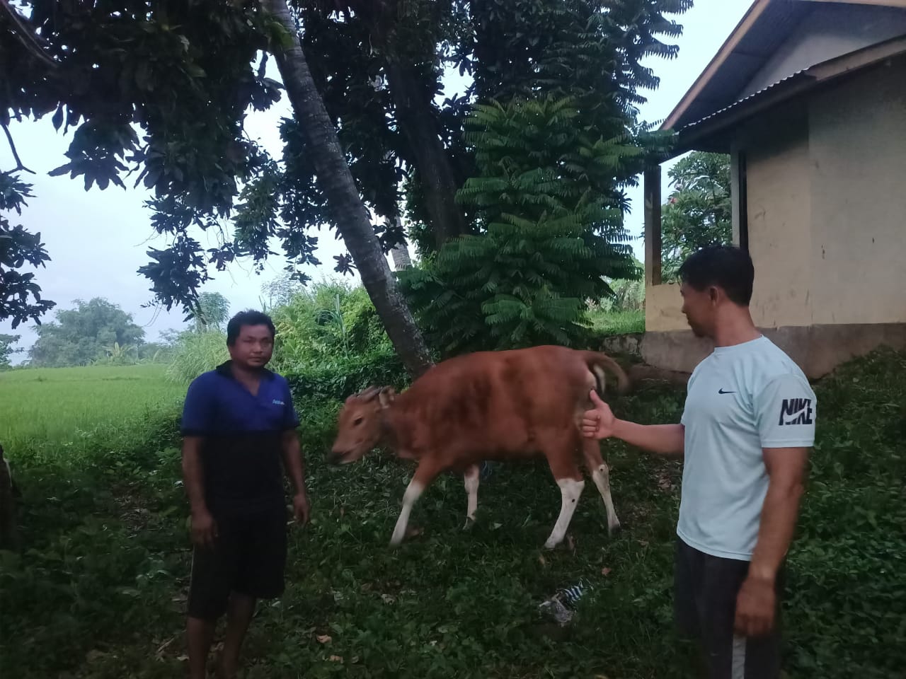 DITEMUKAN: Sapi warga Desa Bubunan yang dilaporkan hilang berhasil ditemukan.
