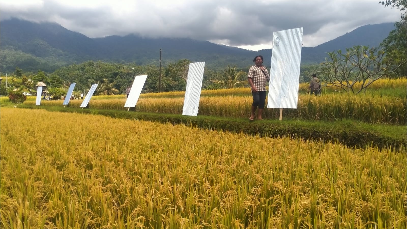 PASANG SENG: Petani di Subak Jatiluwih memasang seng sebagai bentuk protes atas keputusan Pansus TRAP DPRD Bali.