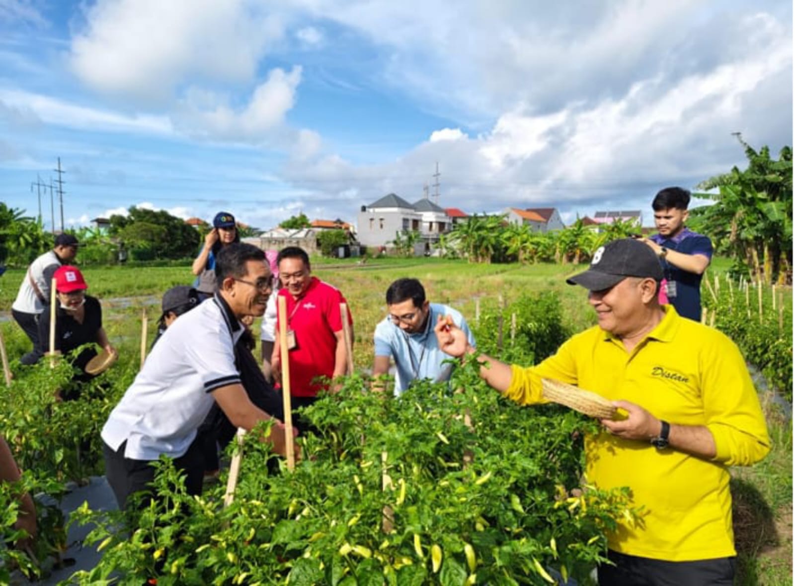 PANEN RAYA: Suasana panen raya cabai di Subak Cuculan, Denpasar.
