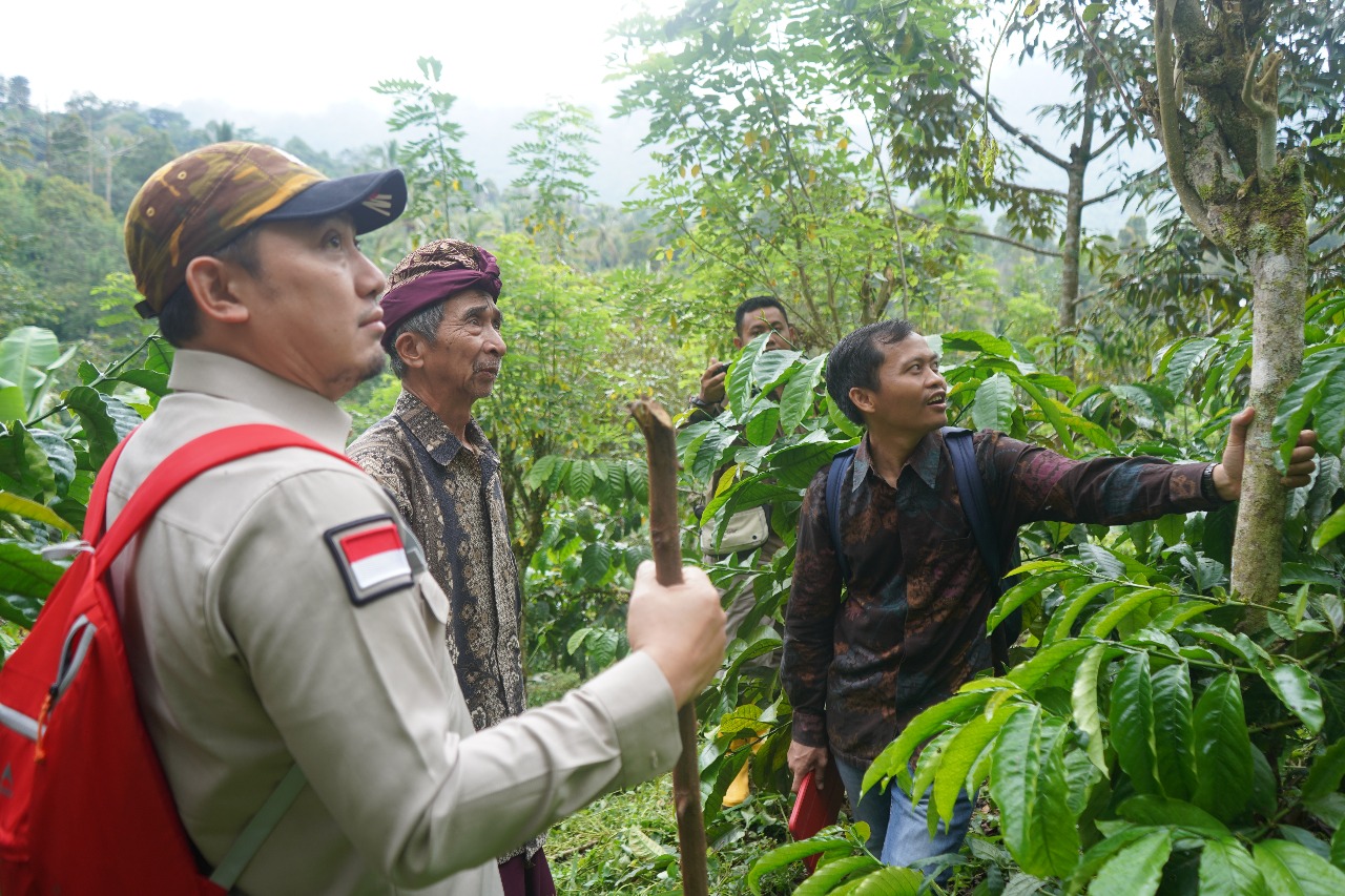 CEK KUALITAS KOPI: Tim Universitas Negeri Sebelas Maret (UNS) bersama para petani mengecek tanaman kopi robusta yang ada di Desa Lemukih.