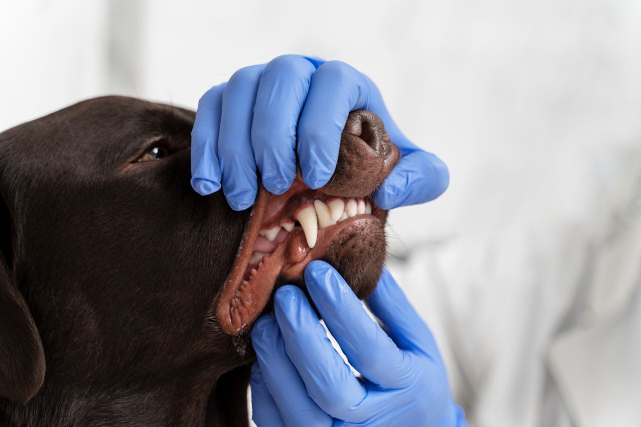 ilustrasi rabies
