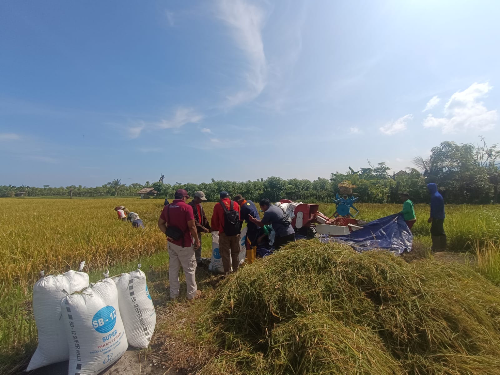 PANEN PERDANA: Proses panen perdana padi varietas semeton Buleleng di lahan Balai Penyuluh Pertanian Tangguwisia.