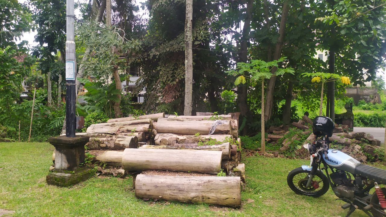 PEMBALAKAN LIAR: Barang bukti batang kayu yang diduga hasil pembalakan liar.