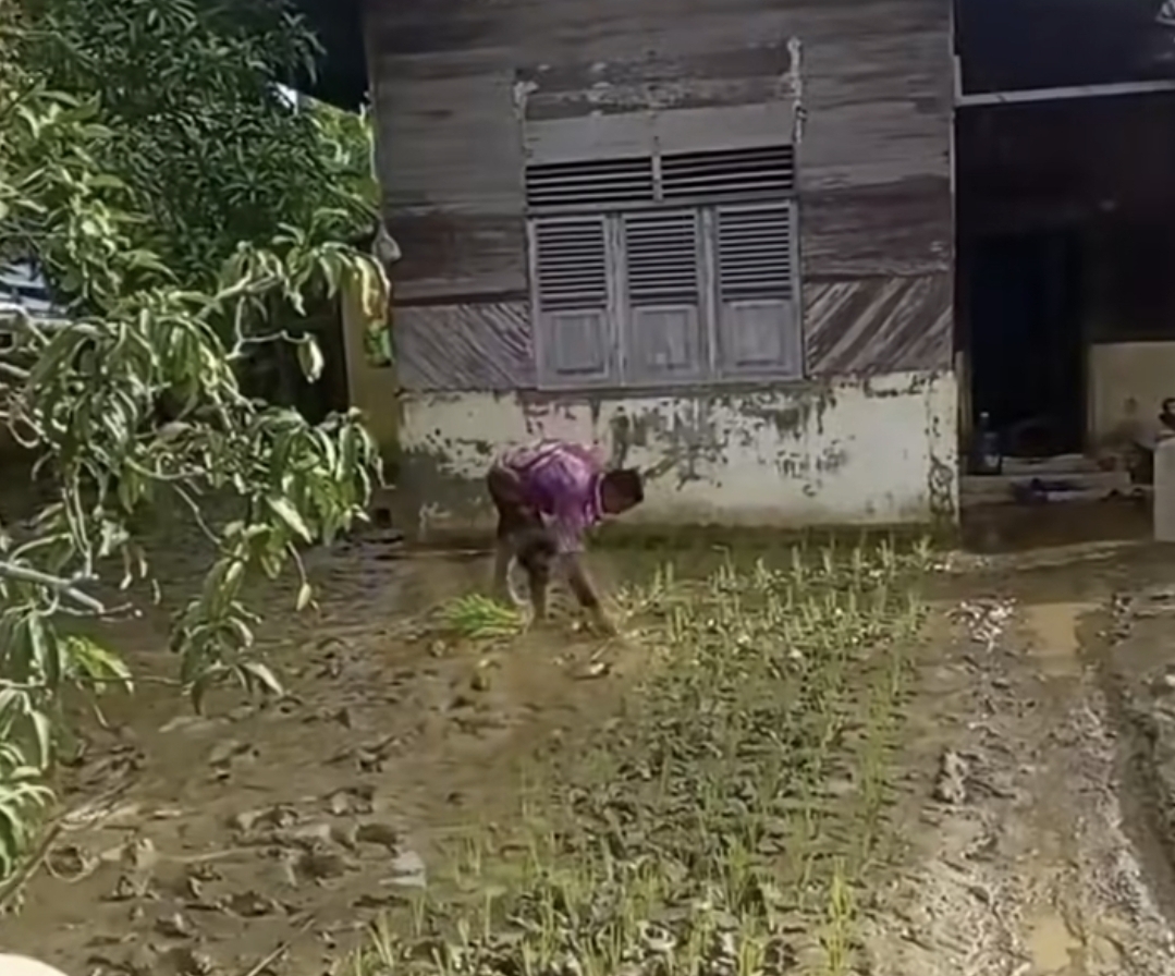 TANAM PADI: Seorang penyintas banjir bandang di Aceh tampak menanam padi di halaman rumah.