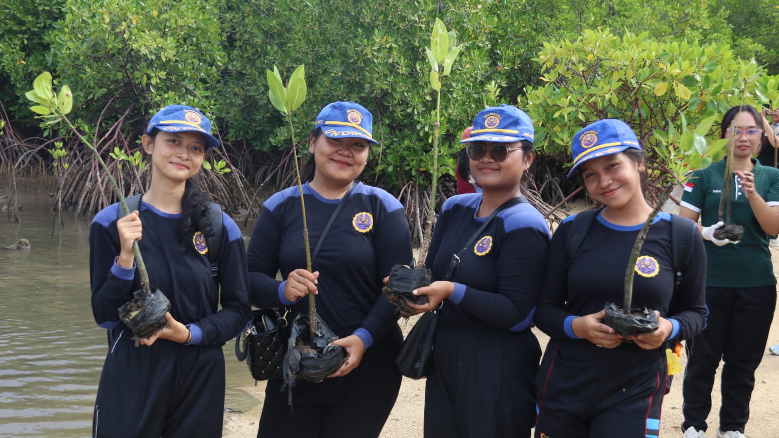 TANAM MANGROVE: Civitas akademika Undiksha melakukan aksi penanaman mangrove di Pantai Sumberkima.