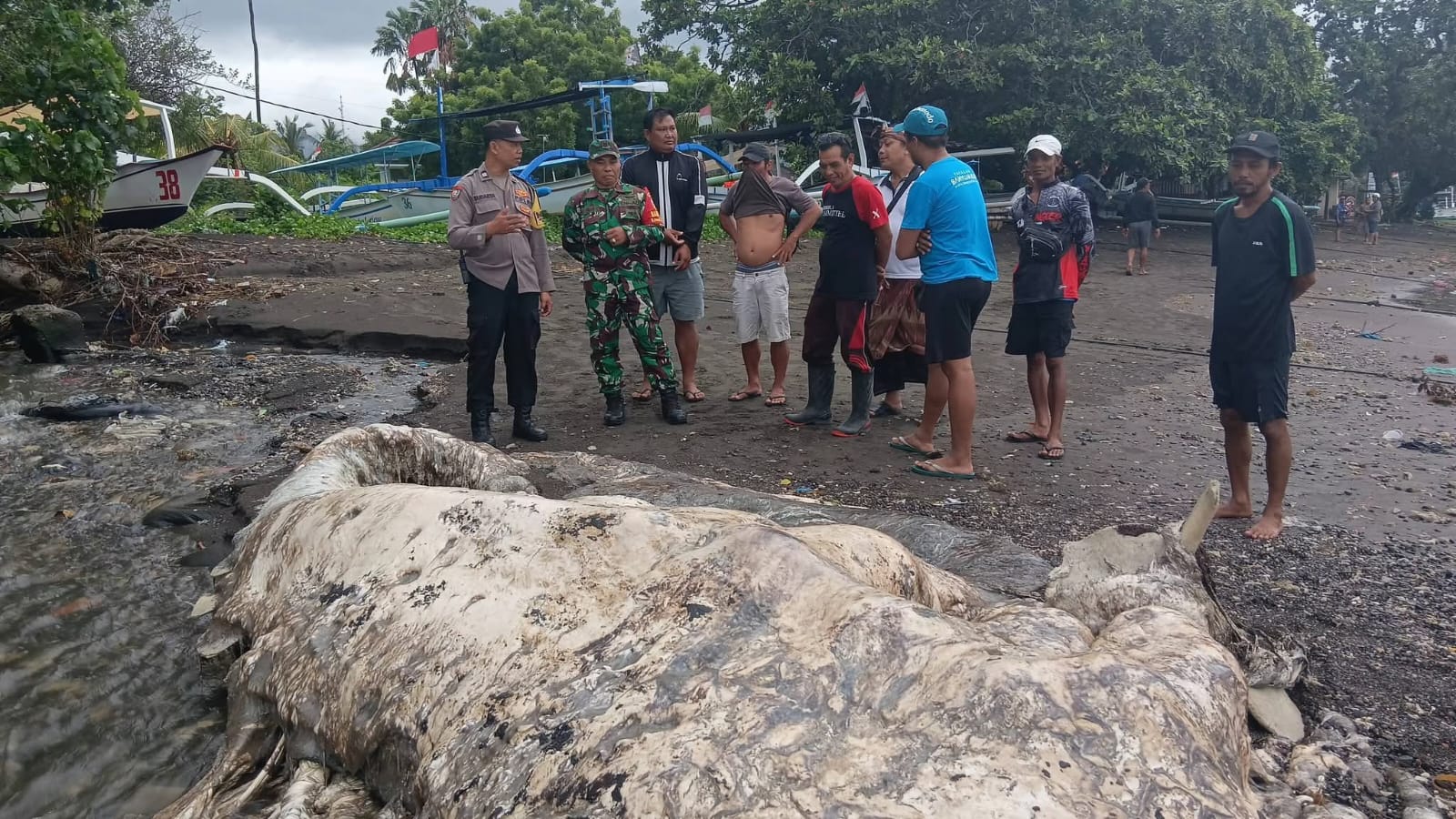 SUDAH MEMBUSUK: Penemuan bangkai paus sperma yang telah membusuk di pesisir Pantai Lovina.