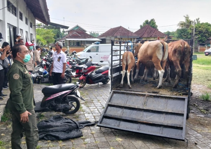 TELUSURI KASUS: Petugas mengecek sapi milik warga yang diduga terjangkit cacar sapi.