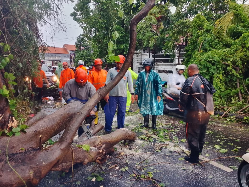 WASPADA BENCANA: Peristiwa pohon tumbang di Jalan Srikandi, Buleleng, yang ditangani BPBD Buleleng.