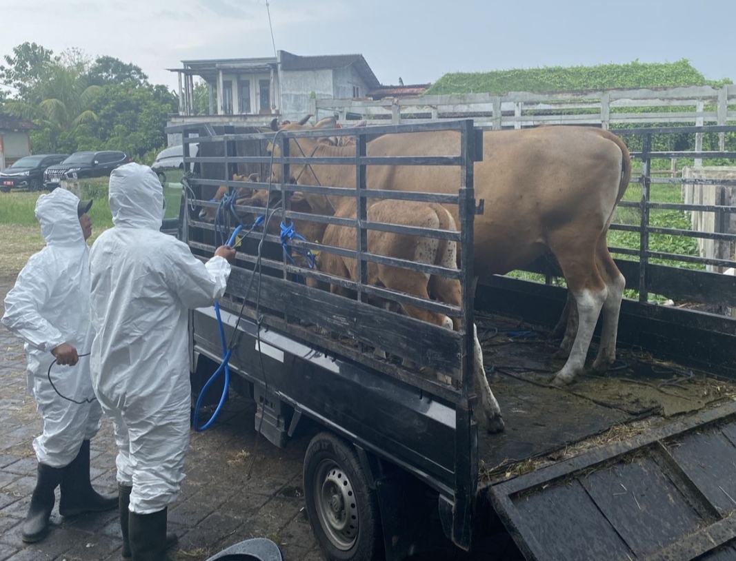 CEK TERNAK: Petugas Dinas Pertanian dan Pangan Jembrana mengecek kondisi kesehatan hewan yang terindikasi kena cacar sapi.