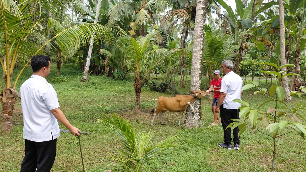 WASPADA CACAR SAPI: Petugas peternakan dari Dinas Pertanian dan Pangan Jembrana mengecek salah satu sapi untuk mengetahui dugaan penyakit cacar sapi.