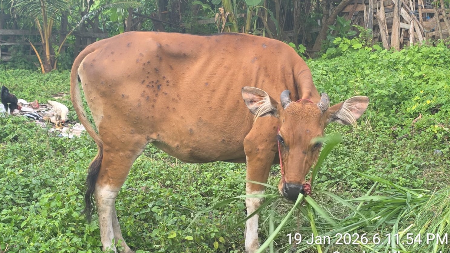 CACAR SAPI: Salah satu sapi di Buleleng yang diduga terkena cacar sapi.