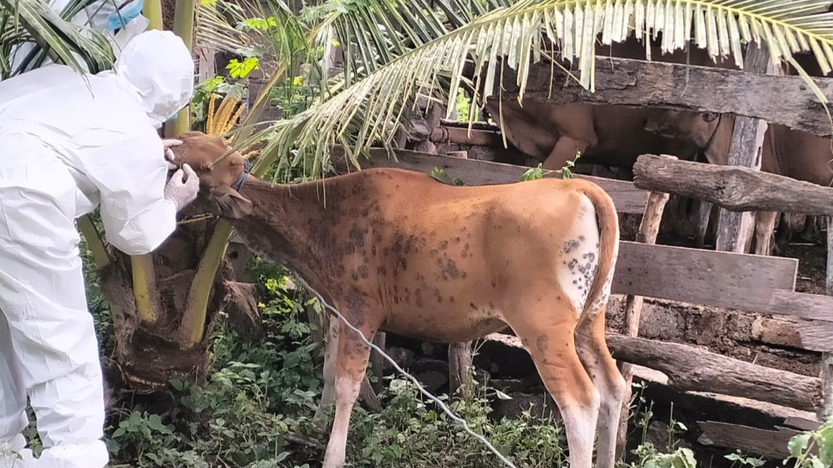 CEK SAMPEL: Petugas mengambil sampel pada seekor sapi yang diduga terjangkit penyakit cacar sapi.
