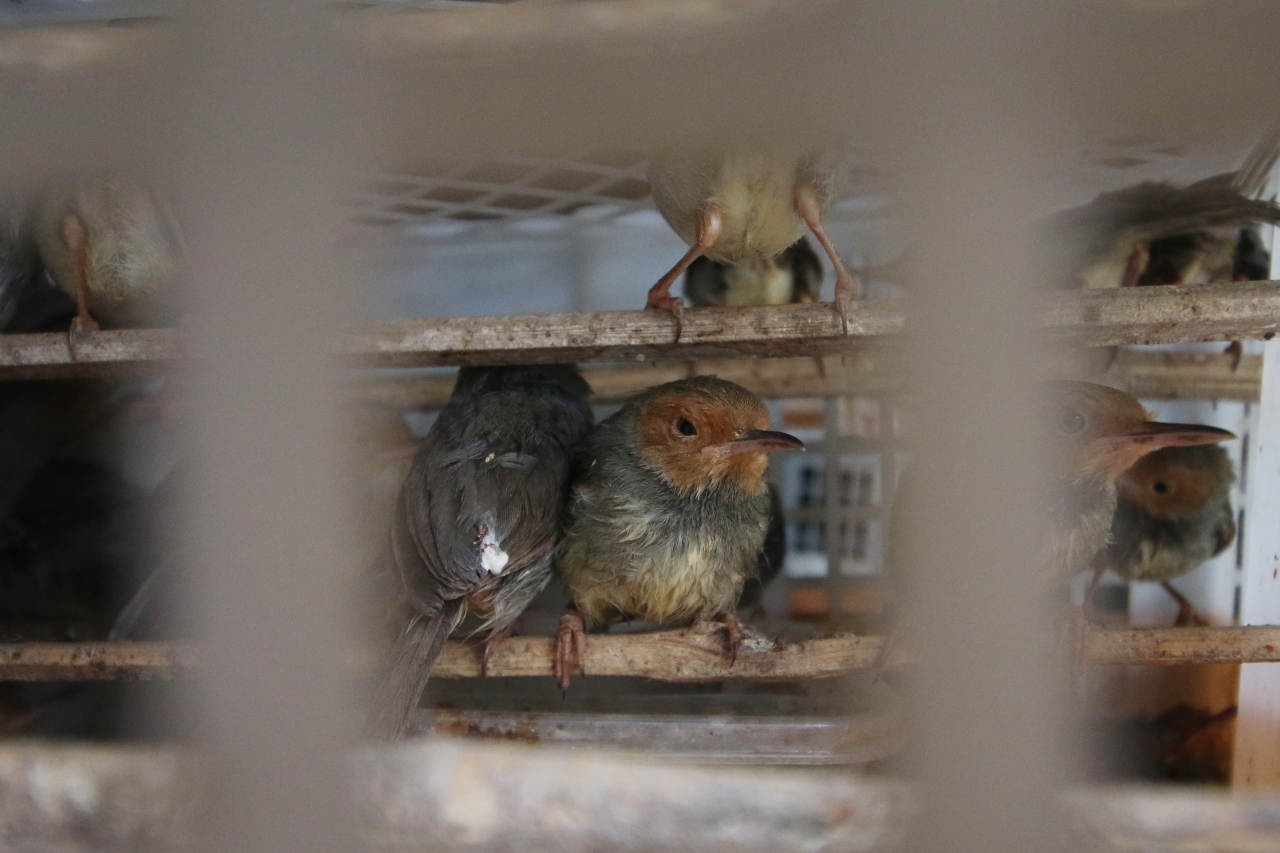 DISELUNDUPKAN: Burung manyar yang diselundupkan dari Lombok ke Bali. Satwa tersebut diselundupkan via Pelabuhan Padangbai untuk dibawa ke Denpasar.