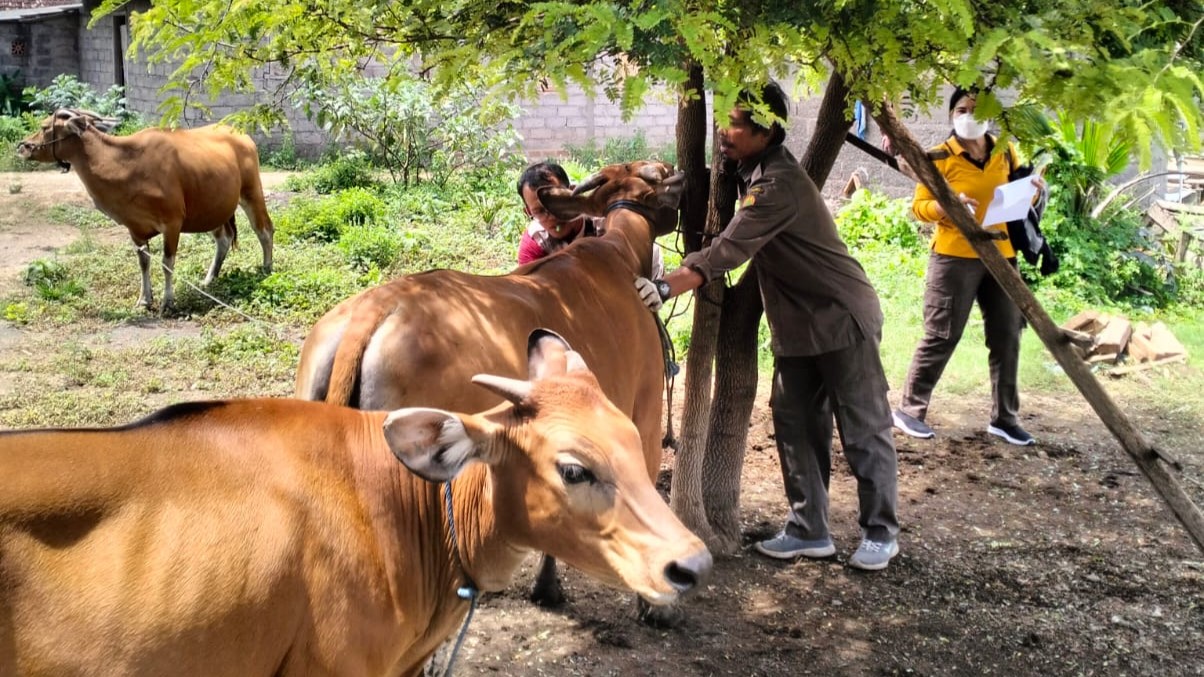 AMBIL SAMPEL: Petugas dari Dinas Pertanian Buleleng mengecek ternak sapi milik warga, guna mengantisipasi terjadinya kasus cacar sapi.